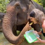 Half-Day Tour to Krabi Elephant Care House & Swimming at Huay To Waterfall - Mud baths, then a wash in the water