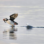 Half-Day Whales and Puffins Cruise Combo Tour in Reykjavik - Puffin watching from Skúlaskeið