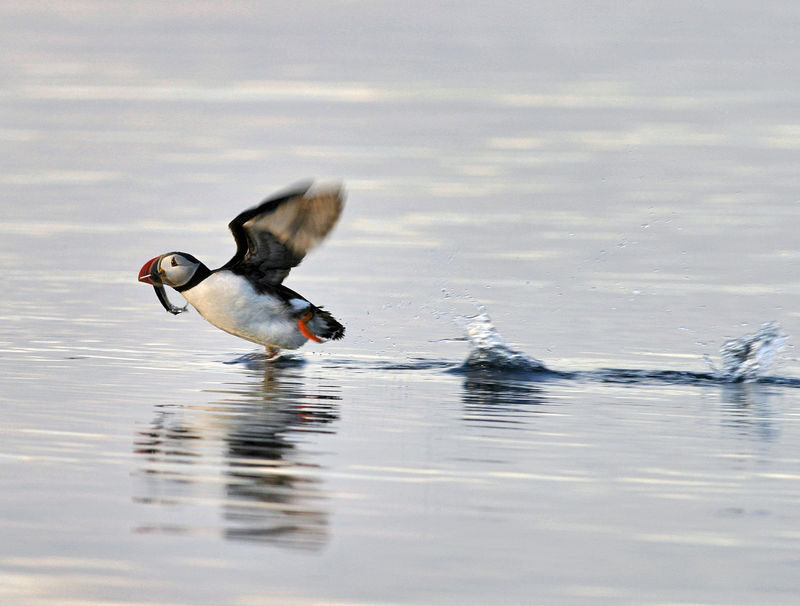Half-Day Whales and Puffins Cruise Combo Tour in Reykjavik - Puffin watching from Skúlaskeið