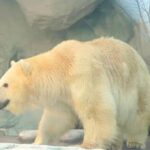 Hangzhou Changqiao Polar Ocean Park Ticket (For Mainland China ID Holders) - The animals and the tunnel