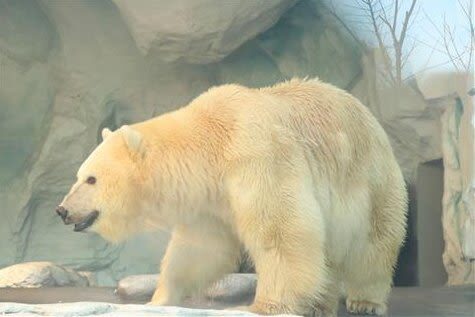 Hangzhou Changqiao Polar Ocean Park Ticket (For Mainland China ID Holders) - The animals and the tunnel