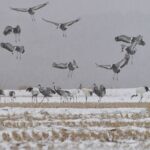 Hantan UNESCO Ice Trekking & Crane Watching Tour from Seoul - Morning cranes at Igil-ri
