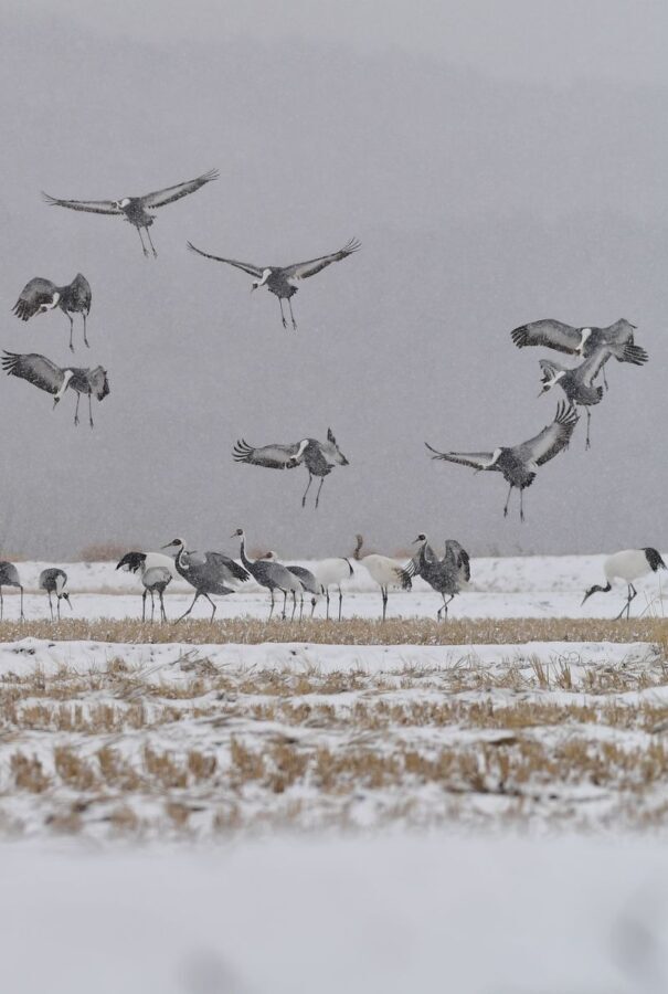 Hantan UNESCO Ice Trekking & Crane Watching Tour from Seoul - Morning cranes at Igil-ri