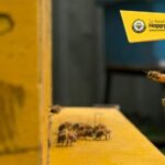 Happy Bee Farm Admission Ticket in Genting Highlands - Butterflies in the garden