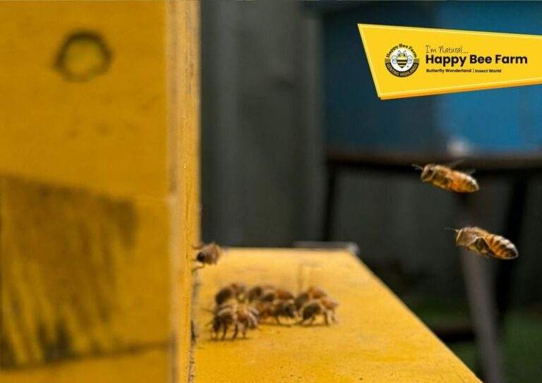 Happy Bee Farm Admission Ticket in Genting Highlands - Butterflies in the garden