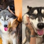 Happy Husky Cafe in Puerto Princesa - Timing your visit around nap time