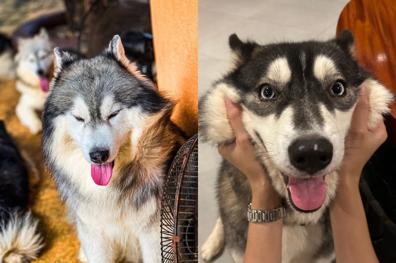 Happy Husky Cafe in Puerto Princesa - Timing your visit around nap time
