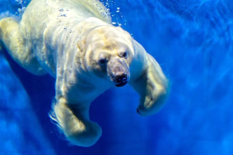Harbin Polar Park Tickets - What the Polar Museum ticket appears to cover