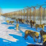 Harbin Private Day Tour | Northeast Tiger Forest Park + Sun Island - St. Sophia Cathedral: Harbin’s architectural calling card