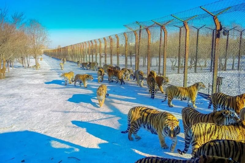 Harbin Private Day Tour | Northeast Tiger Forest Park + Sun Island - St. Sophia Cathedral: Harbin’s architectural calling card