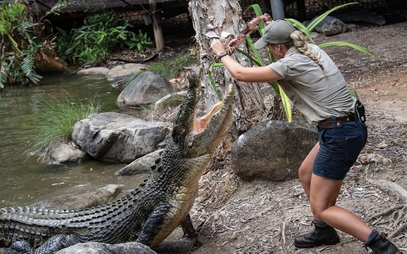 Hartleys Crocodile Adventures Ticket - Follow the paths beyond the crocodiles