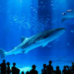 Have Fun in Okinawa Pass (with options: Churaumi Aquarium and DMM Aquarium) - Churaumi Aquarium makes a strong anchor