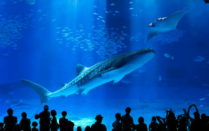 Have Fun in Okinawa Pass (with options: Churaumi Aquarium and DMM Aquarium) - Churaumi Aquarium makes a strong anchor