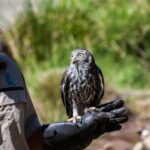 Healesville Sanctuary & Phillip Island Wildlife Guided Day Tour - Phillip Island: coast, Nobbies and the penguin evening