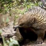 Healesville Sanctuary Ticket - Following the tracks and finding the animals