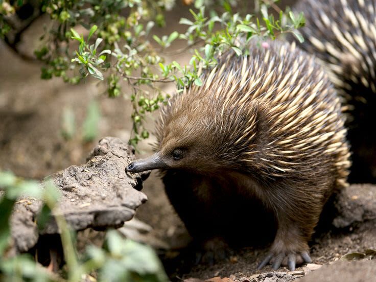 Healesville Sanctuary Ticket - Following the tracks and finding the animals