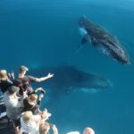 Hervey Bay Half-Day Whale Watching Cruise - Leaving Urangan aboard the Tasman Venture