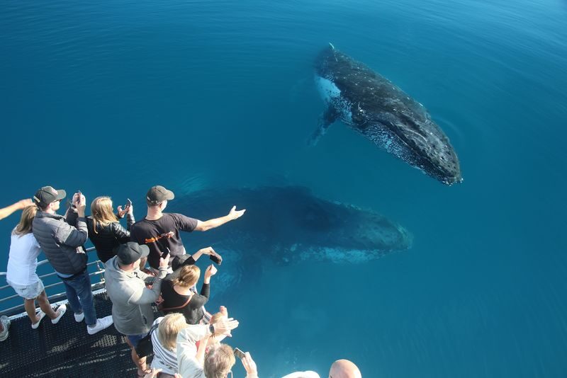 Hervey Bay Half-Day Whale Watching Cruise - Leaving Urangan aboard the Tasman Venture