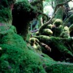 High Speed Jetfoil "Toppy" or "Rocket" Ticket to Yakushima - What the two-hour ride means for your day
