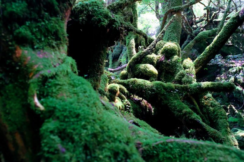 High Speed Jetfoil "Toppy" or "Rocket" Ticket to Yakushima - What the two-hour ride means for your day