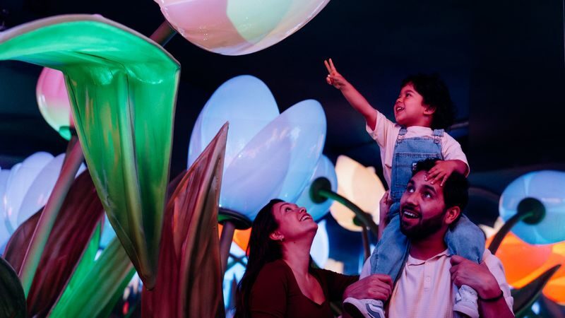 Highlights of Holland interactive experience ticket - Start among oversized tulips