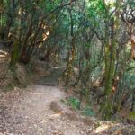 Hiking Adventure near Kathmandu- Choose a trail from the List - Jamacho Hill: a forest climb with valley views