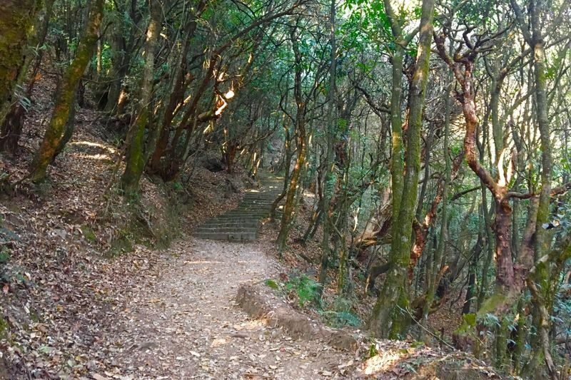 Hiking Adventure near Kathmandu- Choose a trail from the List - Jamacho Hill: a forest climb with valley views