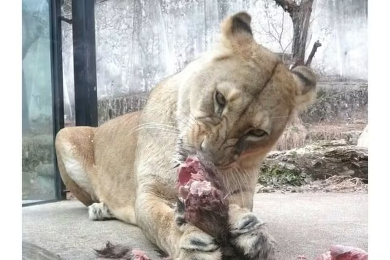 Hiroshima City Asa Zoological Park Ticket - What the $3.25 ticket does, and does not, buy