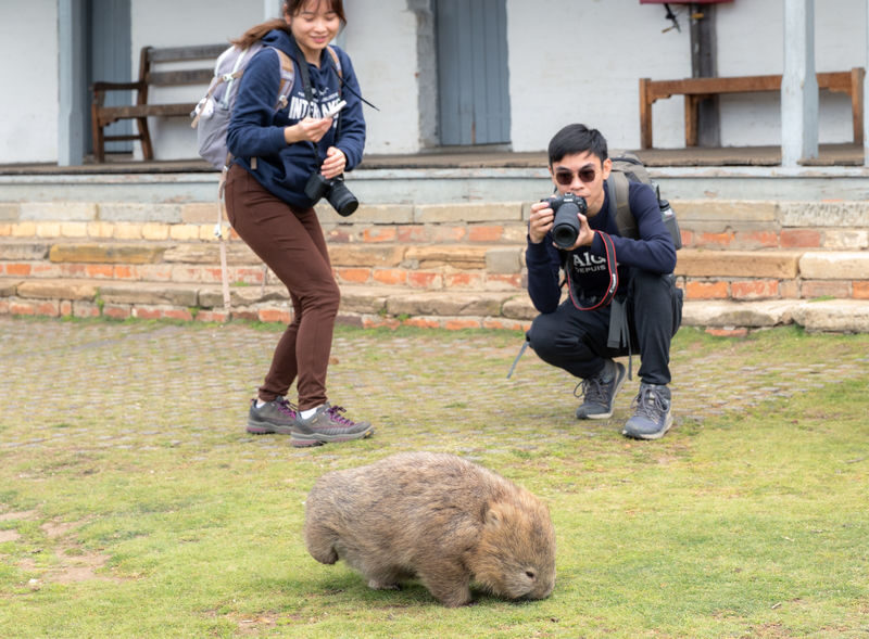 Hobart Maria Island National Park - Nature & Wildlife Adventure - Darlington gives the island its human story
