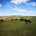 Hohhot Huitengxile Grassland & Ulan Hada Volcano Day Tour - Huitengxile and the Ninety-Nine Springs