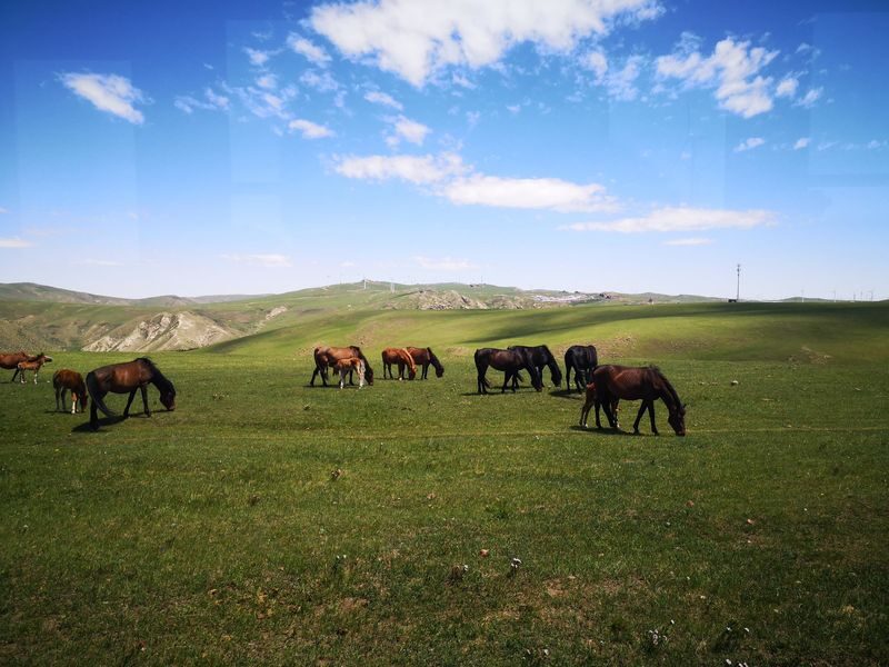 Hohhot Huitengxile Grassland & Ulan Hada Volcano Day Tour - Huitengxile and the Ninety-Nine Springs