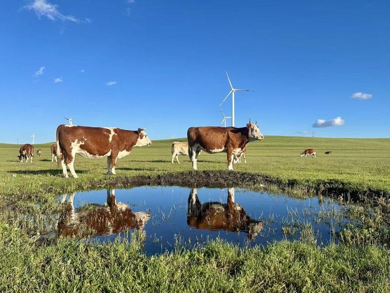 Hohhot Huitengxile Grassland & Ulan Hada Volcano Small Group Tour - Huitengxile Grassland, with turbines in view