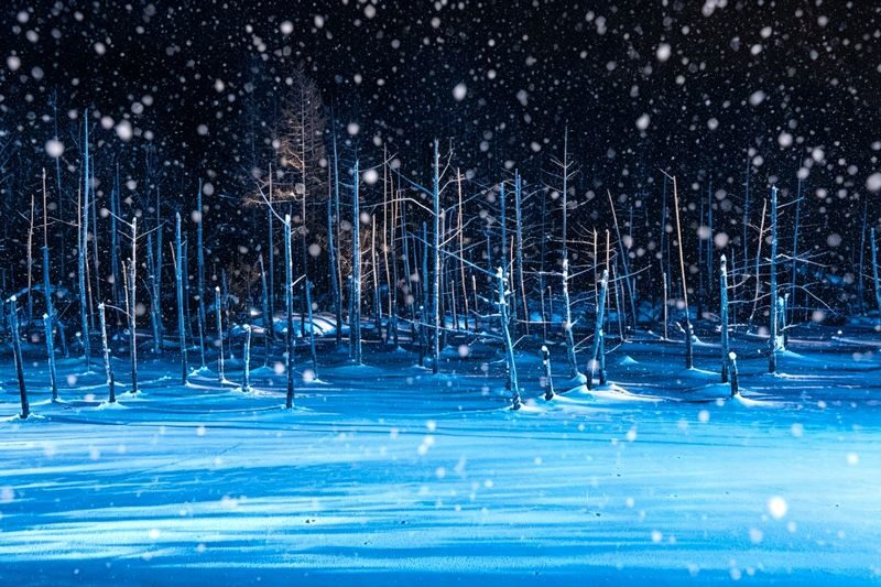 Hokkaido Asahiyama Zoo Day Trip | Penguin Walk-Biei Blue Pond-Ningle Terrace | Multiple Routes Available | Depart from Sapporo - Biei’s patchwork hills and a famous tree