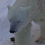 Hokkaido Asahiyama Zoo & Shikisai-no-Oka & Biei Christmas Tree & Ningle Terrace Day Trip: Departing from Sapporo (Winter option: Snowmobile) - Asahiyama Zoo: the day’s animal encounter