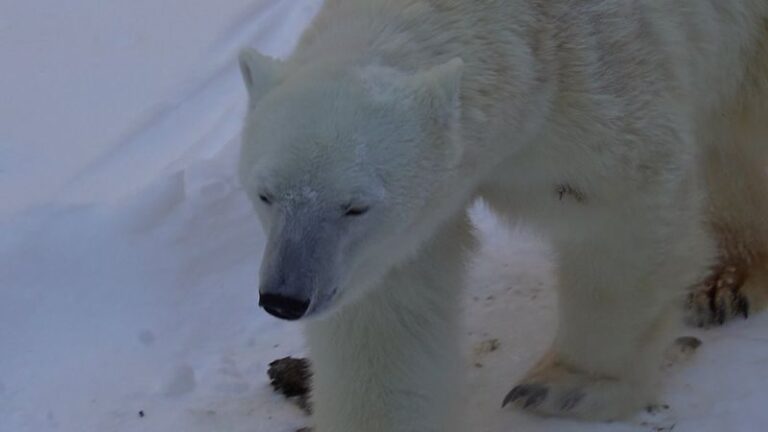 Hokkaido Asahiyama Zoo & Shikisai-no-Oka & Biei Christmas Tree & Ningle Terrace Day Trip: Departing from Sapporo (Winter option: Snowmobile) - Asahiyama Zoo: the day’s animal encounter