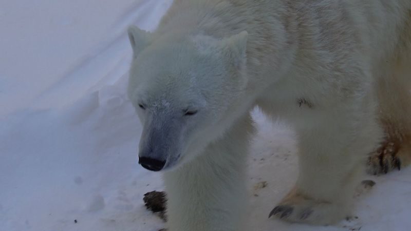 Hokkaido Asahiyama Zoo & Shikisai-no-Oka & Biei Christmas Tree & Ningle Terrace Day Trip: Departing from Sapporo (Winter option: Snowmobile) - Asahiyama Zoo: the day’s animal encounter