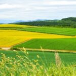 Hokkaido Flower Sea Pilgrimage | Patchwork Road, Shikisai-no-Oka, Blue Pond, Shirahige Waterfall, Farm Tomita Day Tour | Departing from Sapporo - Patchwork Road: a view from the bus