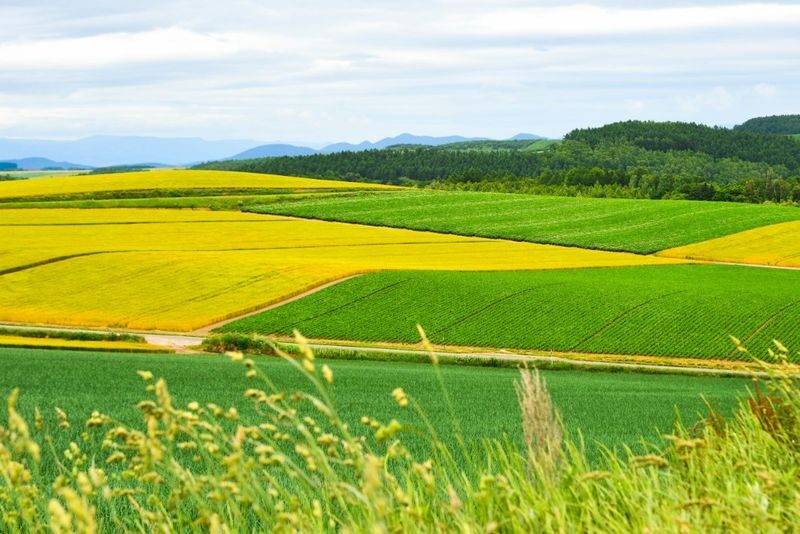 Hokkaido Flower Sea Pilgrimage | Patchwork Road, Shikisai-no-Oka, Blue Pond, Shirahige Waterfall, Farm Tomita Day Tour | Departing from Sapporo - Patchwork Road: a view from the bus