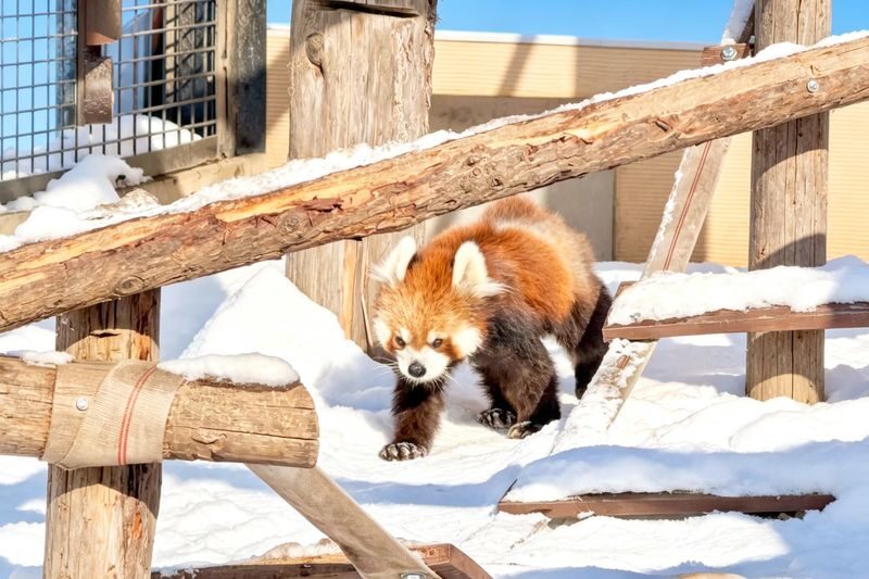 Hokkaido Fun Check-in & Furano Flower Fields Dual Route Options | Optional Snowmobile Experience | Departs from Sapporo (Mandarin and English Service) - Biei’s Patchwork Road and the Seven Star Tree
