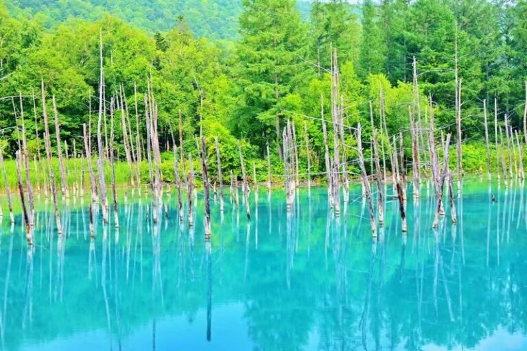 Hokkaido Furano Day Tour, Japan | Farm Tomita + Shikisai-no-oka + Limited Seasonal Itinerary - Shikisai-no-oka’s hillside flower rows