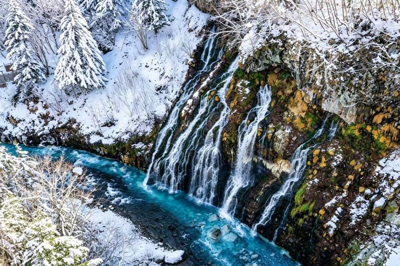 Hokkaido Popular Influencer Check-in Route | Asahiyama Zoo & Influencer Tree & Shirogane Blue Pond & Shirahige Waterfall & Elf Terrace One-Day Tour - Ken & Mary Tree: a roadside photo moment