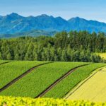 Hokkaido | Sapporo City/Furano/Lake Toya/Otaru Customized Private Car Day Tour - Choose one region, not a greatest-hits tour