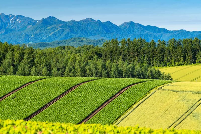 Hokkaido | Sapporo City/Furano/Lake Toya/Otaru Customized Private Car Day Tour - Choose one region, not a greatest-hits tour