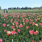 Hokkaido Sapporo Niseko Mount Yotei Scenic Tour: May Shibazakura and Tulips / July Lavender / September-October Red Kochia and Marsh Autumn Colors - May tulips and moss phlox below the mountain