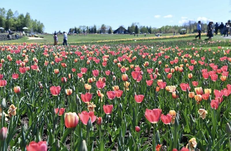 Hokkaido Sapporo Niseko Mount Yotei Scenic Tour: May Shibazakura and Tulips / July Lavender / September-October Red Kochia and Marsh Autumn Colors - May tulips and moss phlox below the mountain