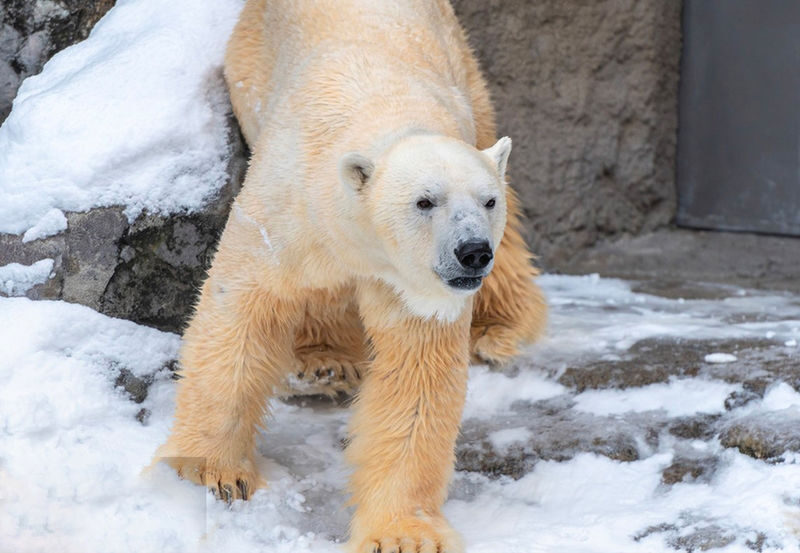 Hokkaido Winter Exclusive: Hokkaido Asahiyama Zoo & Internet-Famous Christmas Tree & Shirogane Blue Pond & Ningle Terrace One-Day Tour | Depart from Sapporo - Asahiyama Zoo: penguins, seals, and a fixed visit window