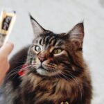 HOME by Tales Of Paws Ticket (Cat Cafe) in Johor Bahru - More than 30 breeds, with plenty of personality