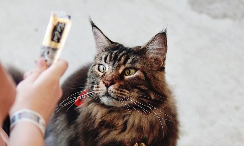 HOME by Tales Of Paws Ticket (Cat Cafe) in Johor Bahru - More than 30 breeds, with plenty of personality