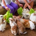Hotel Kimberly Tagaytay Day Use - Start with the farm, then take your time