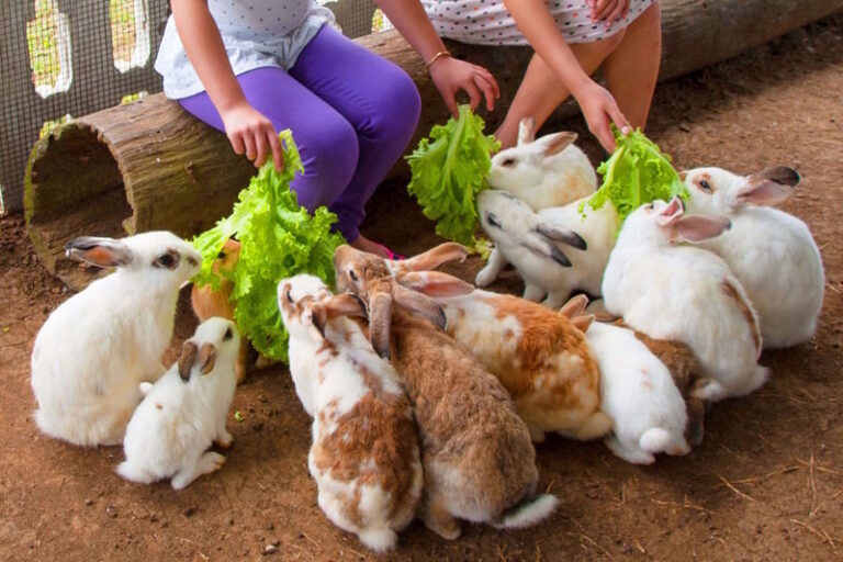 Hotel Kimberly Tagaytay Day Use - Start with the farm, then take your time